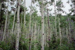 Aspens near Lambert's Mine