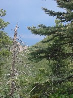 View from Lambert's Mine