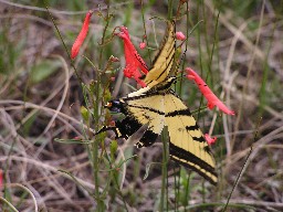 Butterfly near Beaubien